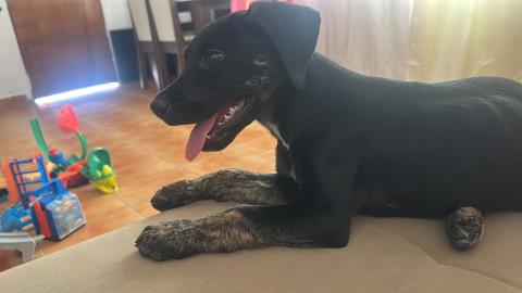 Prefeitura reforça ações do Programa PSA Animal – Lar Temporário e divulga animais que aguardam acolhimento