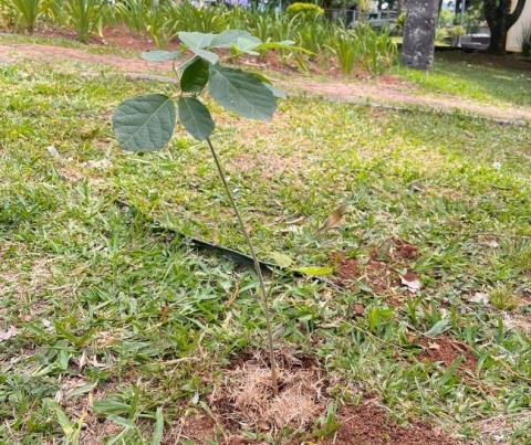Município recebe doação de insumos para produção de mudas e reforça ações ambientais
