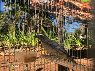 14.07.2023 Divisão do Bem-Estar Animal recebe entrega voluntária de seis aves silvestres (2)