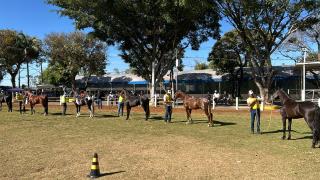 Exposição de Cavalos Mangalarga Marchador em Bragança Paulista acontece até sábado (2207)