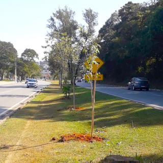 04.08.2022 Árvores são plantadas em diversos pontos da cidade (2)