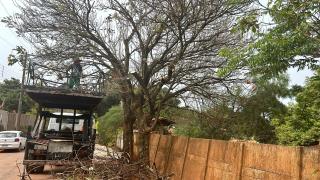 Prefeitura intensifica serviços de poda de árvores em áreas públicas de Bragança Paulista (3)