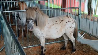 Bragança Paulista realiza 58ª Expoagro e 31ª Festa do Peão com programação diversificada e estrutu (3)
