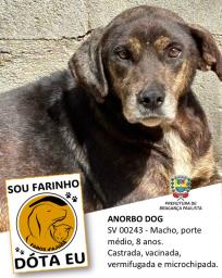 Confira os animais que estão esperando um novo lar no Canil Municipal (3)
