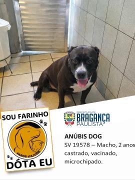 Cães e gatos aguardam por adoção no Abrigo Municipal  Foto 03