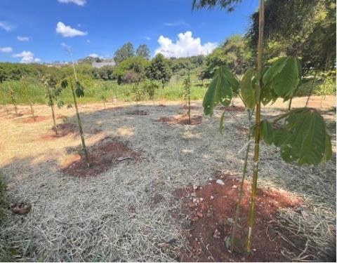 Secretaria Municipal de Meio Ambiente amplia arborização com plantio de 60 mudas no Jardim São Miguel
