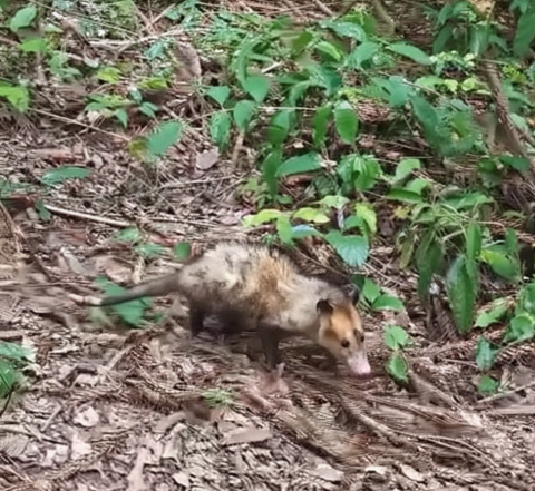 Secretaria do Meio Ambiente promove soltura de animais silvestres após processo de reabilitação