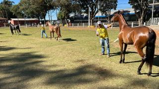 14ª Exposição Mangalarga Marchador em Bragança Paulista 2