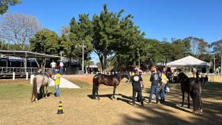 Exposição de Cavalos Mangalarga Marchador em Bragança Paulista acontece até sábado (2208)