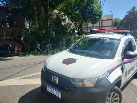 Ocorrência com queda de galho é registrada na Avenida São Francisco de Assis