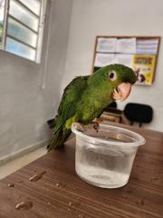 30.06.2023 Mais de 500 animais silvestres foram resgatados nos últimos 12 meses (3)