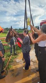 Secretaria Municipal do Meio Ambiente através da DIBEM atua em resgate de cavalo em ribeirão e atendimento a égua em via pública