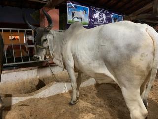 Exposição de Animais Posto de Monta