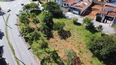 Plantio de árvores nativas traz verde e sombra para três bairros da cidade