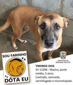 Dezenas de cães estão aguardando um novo lar no Canil Municipal (3)