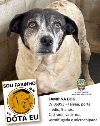 Confira os animais que estão esperando um novo lar no Canil Municipal (4)