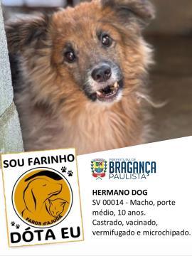 Cães e gatos aguardam por adoção no Abrigo Municipal  Foto 04