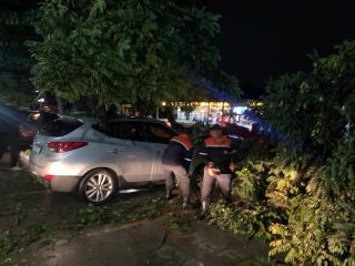 Queda de árvore na Av. Dom Pedro atingiu dois carros na igreja Jesus Cop