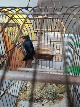 Aves silvestres são apreendidas no Santa Libânia após denúncia