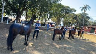 Exposição Mangalarga 03