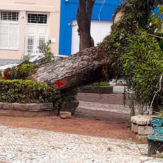 19.10.2021 Árvore comprometida cai na praça José Bonifácio