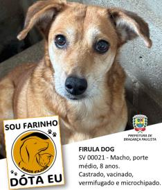 Dezenas de cães estão aguardando um novo lar no Canil Municipal (4)