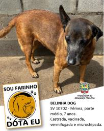 Confira os animais que estão esperando um novo lar no Canil Municipal (5)