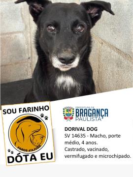 Dorival