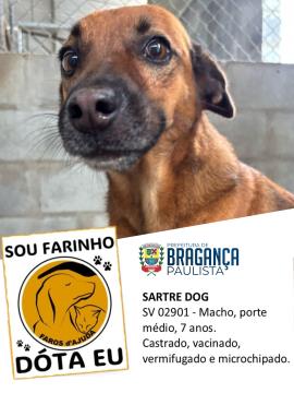 Cães e gatos aguardam por adoção no Abrigo Municipal  Foto 05