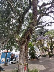 Árvores comprometidas nas Praças Centrais (1)