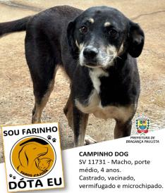 Dezenas de cães estão aguardando um novo lar no Canil Municipal (5)