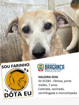 Haloira