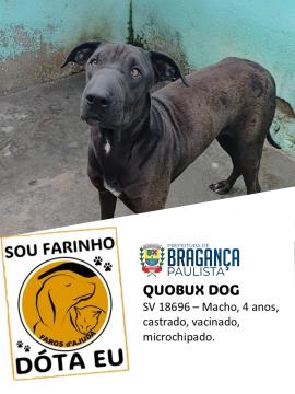 Cães e gatos aguardam por adoção no Abrigo Municipal  Foto 06