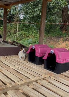 Cães comunitários recebem casinhas por meio do Projeto Selo Amigo dos Animais