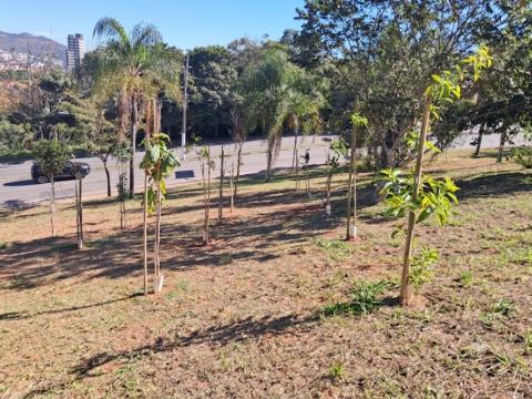 Secretaria Municipal do Meio Ambiente amplia infraestrutura verde com manejo técnico e novos plantios