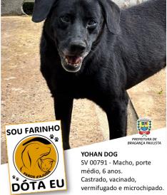 Dezenas de cães estão aguardando um novo lar no Canil Municipal (6)