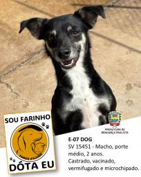 Confira os animais que estão esperando um novo lar no Canil Municipal (6)
