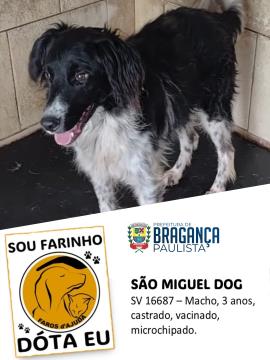 Cães e gatos aguardam por adoção no Abrigo Municipal  Foto 07