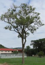 Exemplar 010812345678