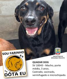 Dezenas de cães estão aguardando um novo lar no Canil Municipal (7)