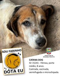 Confira os animais que estão esperando um novo lar no Canil Municipal (7)