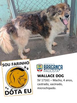 Cães e gatos aguardam por adoção no Abrigo Municipal  Foto 08