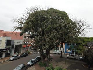 Árvores comprometidas nas Praças Centrais (8)