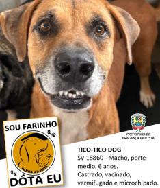 Dezenas de cães estão aguardando um novo lar no Canil Municipal (8)