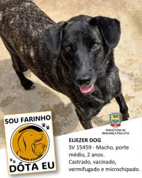 Confira os animais que estão esperando um novo lar no Canil Municipal (8)