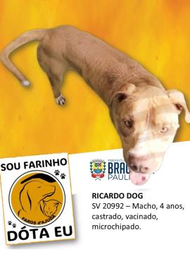 Cães e gatos aguardam por adoção no Abrigo Municipal  Foto 11