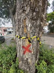 Árvores comprometidas nas Praças Centrais (9)