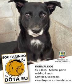 Dezenas de cães estão aguardando um novo lar no Canil Municipal (9)