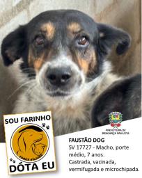 Confira os animais que estão esperando um novo lar no Canil Municipal (9)