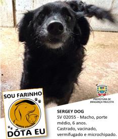 Dezenas de cães estão aguardando um novo lar no Canil Municipal (10)